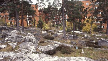 Miljonprogrammets effekter på naturen efter trettio år