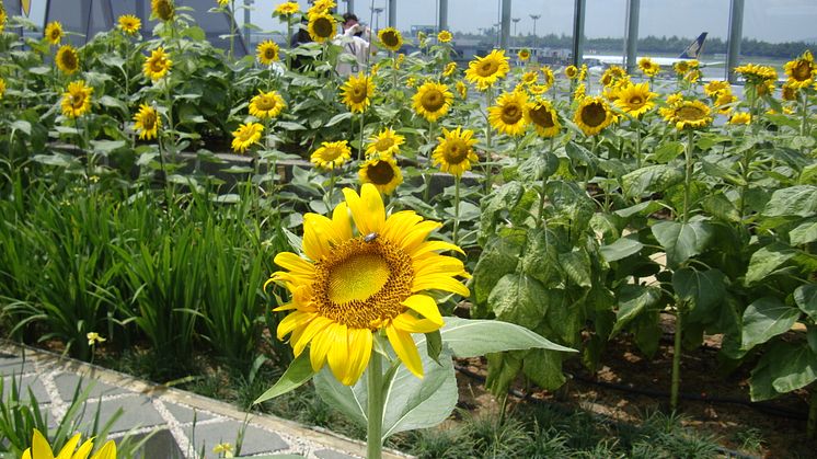 Sunflower garden (day)