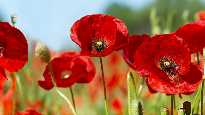 Living Legacies of the First World War: The North East and Beyond