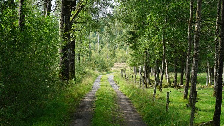 Här börjar Skogsäventyret med Rådde på en liten grusväg som leder in i skogen. 