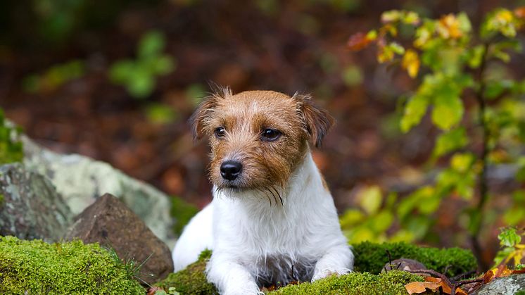 Jack russel terriern Mocka