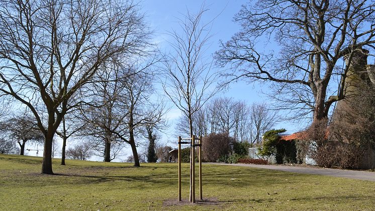 Japansk zelkova