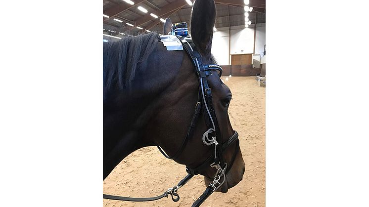 Häst med utrustning som mäter tygelspänning. Foto: Marie Eisersiö