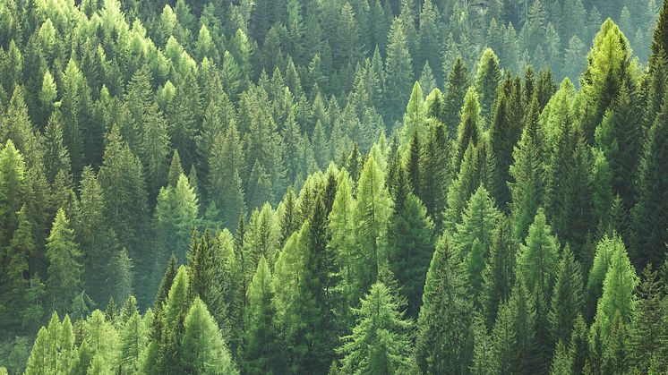 Skogsmarksprisstatistik visar - skogen, en stabil tillgång i oroliga tider!