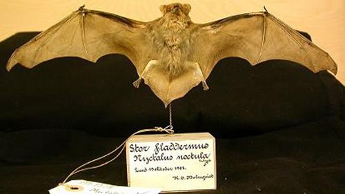 Stor fladdermus ur Naturhistoriska riksmuseets samlingar