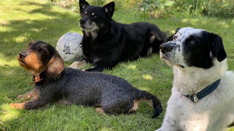 hundmat bild 1