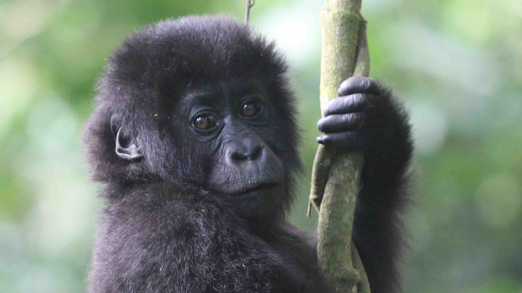 Den ståtliga östliga låglandsgorillan har drastiskt minskat i antal de senaste två årtiondena. Minskningen har lämnat ett stort avtryck i genomet hos den här starkt hotade apan.  Credit: Amy Porter, Dian Fossey Gorilla Fund International