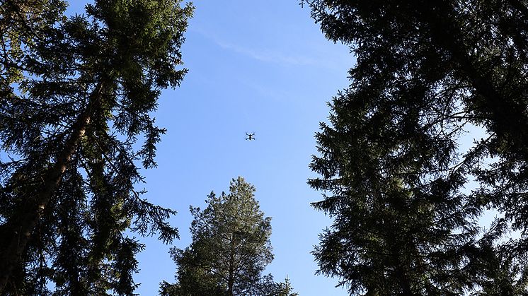 Inspirerande event om visualisering och skog