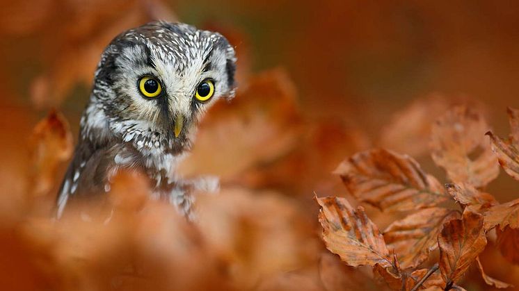 höstlov-naturum-mostphotos_ND