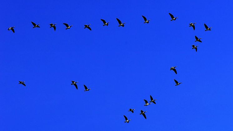 Genrebild flyttfåglar. Foto: Pixabay.