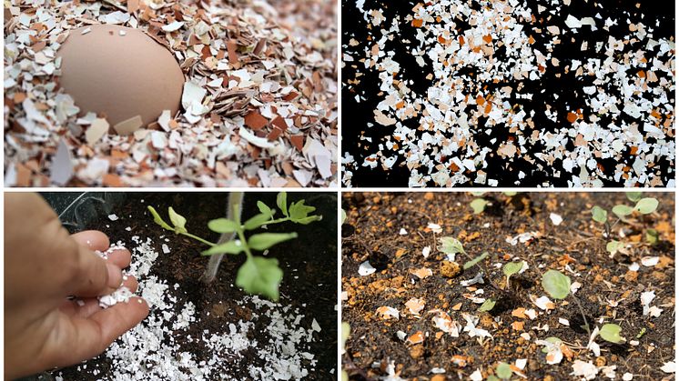 Eggshells become fertiliser in project that reduces Geenfood’s food waste