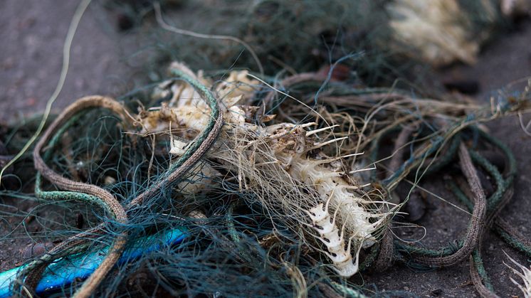 Med spökgarn menas förlorade fiskenät och trålar som fortsätter att fiska utan att någon tar hand om fångsten. Foto: Håll Sverige Rent