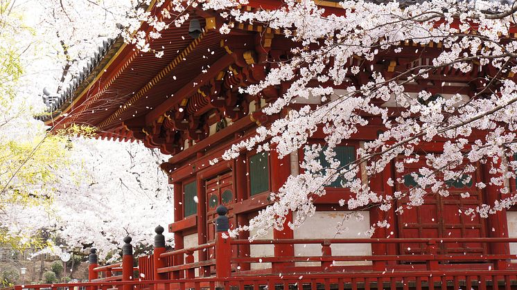 The Koedo Kawagoe Spring Festival Celebrates the Arrival of Springtime in Kawagoe, Japan