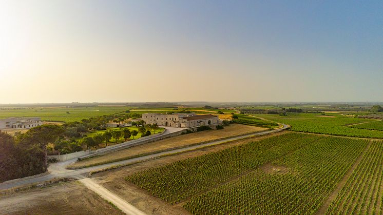 Foto vigneti.jpg