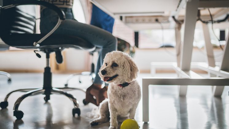 Källa: Doggy AB