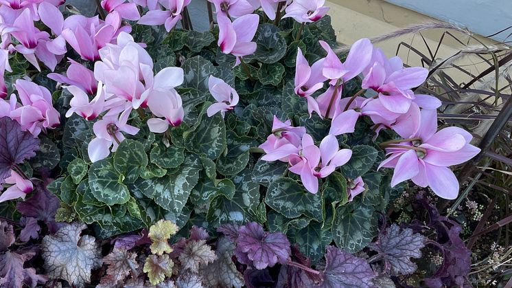 Cyklamen är en vacker höstblomma som finns i olika färger och storlekar.