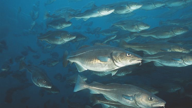 Skrei gehört zum größten Kabeljaubestand der Welt