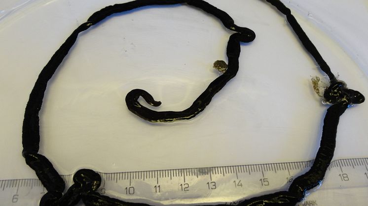 Slemmasken långsnöre (Lineus longissimus) i laboratoriet.