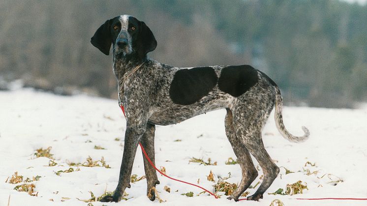 Ny hundras i Sverige 2010 - bluetick coonhound