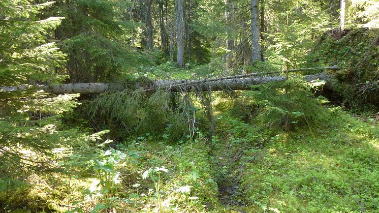 Blädad skog (hyggesfritt skogsbruk)