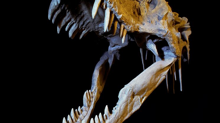 Skalle T-rex