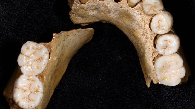 Neandertal_teeth