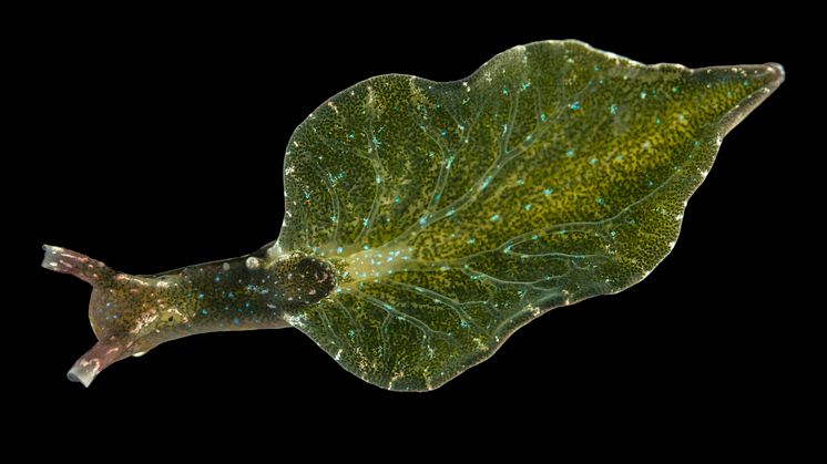 Blåprickig_solbadare_Elysia_viridis_Nationalnyckeln.