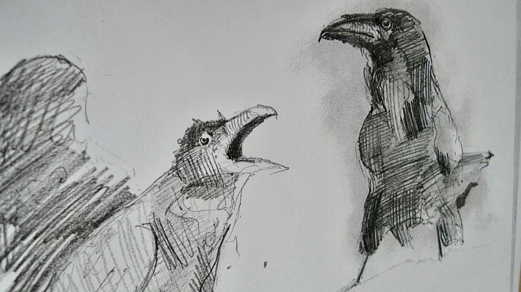 Above: Ravens illustration by Keiron, project participant