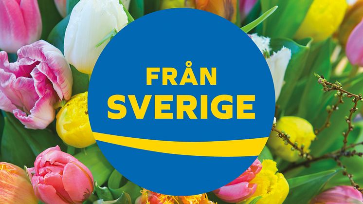 Bukett med svenska tulpaner för Tulpanens Dag, med märket Från Sverige