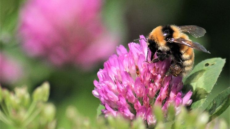 Med många blommor i åkerkanter och dikesrenar trivs pollinerande insekter, vilda djur, växter och bär ännu bättre. Det är nödvändigt för att vi ska kunna bromsa effekterna av klimatkrisen, säger Anna-Karin Karlsson, Norrmejeriers hållbarhetsdirektör.