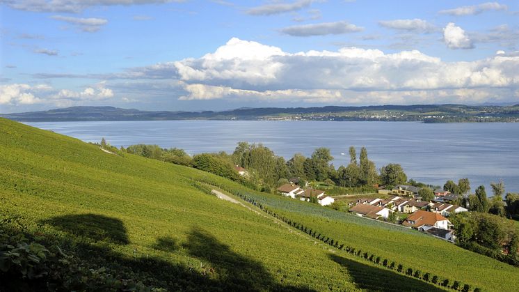 ST_3x2_Lake-Murten-vineyard_43086