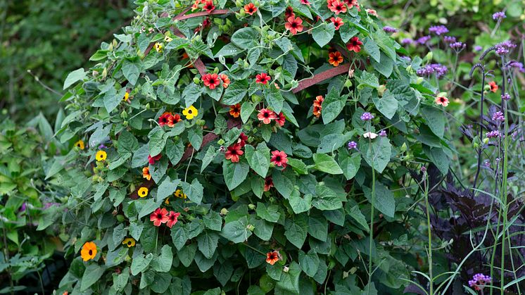 4Årets Sommarblomma 2023 Thunbergia alata Svartöga foto annikasnaturligating