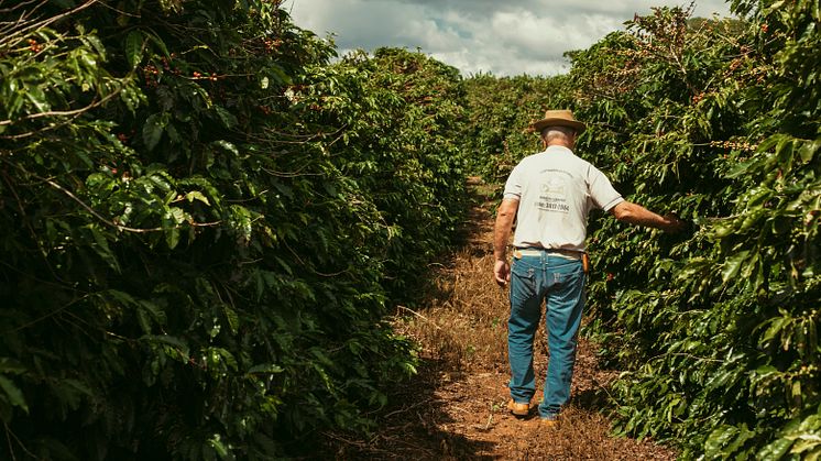 Kaffefarmer på sin mark