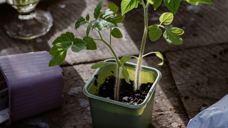 Tomatplanta i förodlingskruka från Weibulls