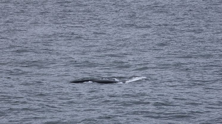 A North Atlantic right whale was spotted off the coast of Canada by ORCA on board Borealis. Credit: ORCA
