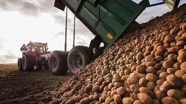 Nya användningsområden för potatis genom utvärdering med gensax