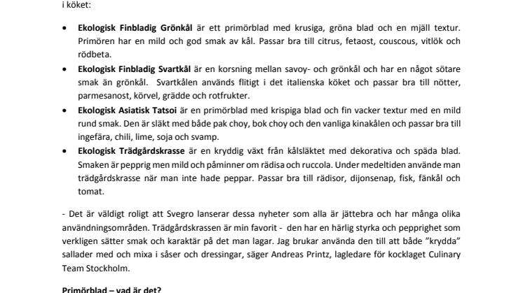 Växande ekologisk sallatsnyhet i kruka