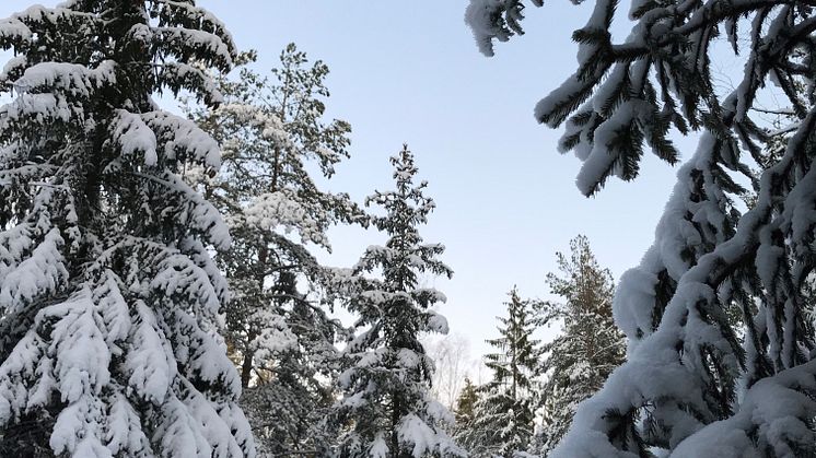 snötyngda-träd-mikael-andersson