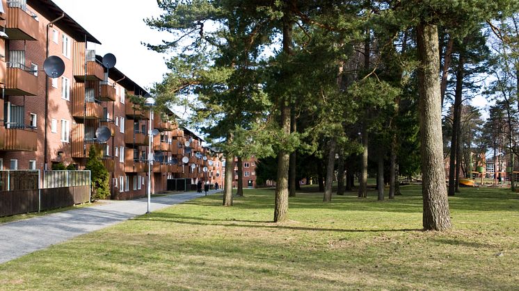 Tallar i Bergsjön