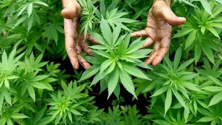 Kein Freibrief für „medizinisches“ Cannabis im Straßenverkehr