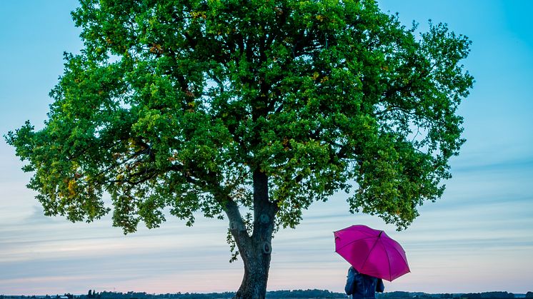Sjätteplats i Sveriges bästa trädbild - Per-Ola Kämpe