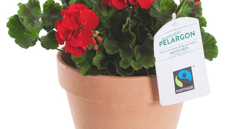 Fairtrade-märkt pelargon.