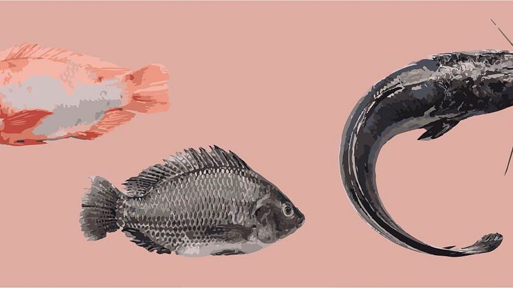 Fiskarna som föds upp enligt Gårdsfisks koncept är varmvattenlevande sötvattensfiskar som röd och svart Rödstrimma, som är vanliga i Asien och Afrika, samt Clarias som är en malfisk.