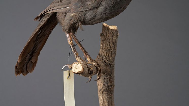 Kokako, utdöd fågel från Nya Zeeland