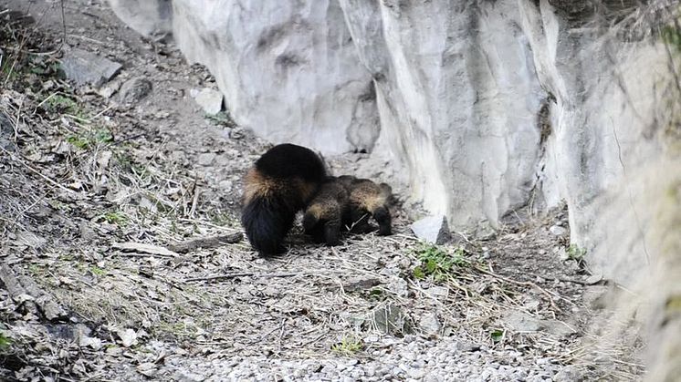 Järvungar på Skansen