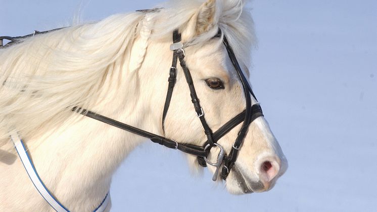 Ponnytravet blir en del av Svensk Travsport
