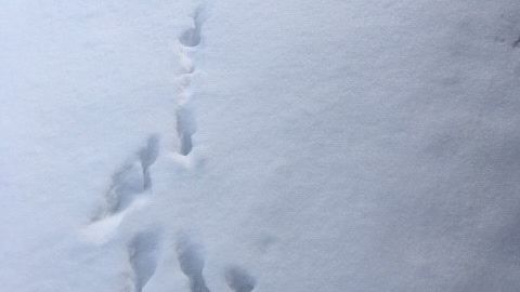 Snö