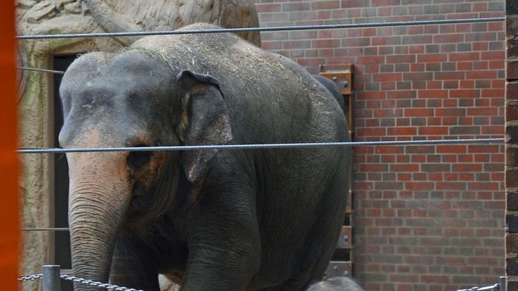 Zoo Leipzig - Elefantenkuh Pantha mit Kalb