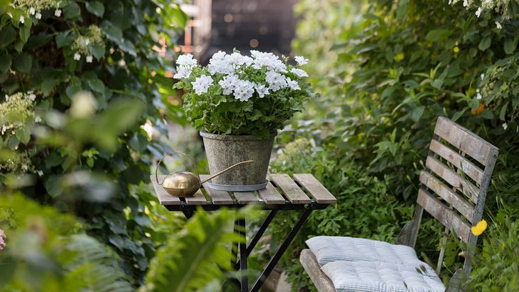 Pelargoner i trädgården