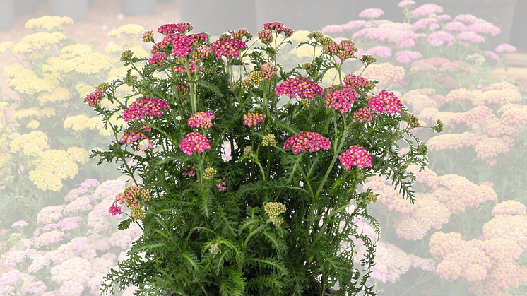 Achillea millefolium 'Skysail Bright Pink'